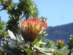 Protea roupelliae subsp. roupelliae flowerhead and leaves